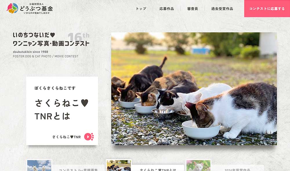 公益財団法人どうぶつ基金│いのちつないだワンニャン写真・動画コンテスト2025［環境大臣賞 賞金賞品合わせて10万円相当］