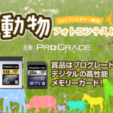 プログレードデジタル│フォトコンビギナー歓迎！動物フォトコンテスト［優秀賞 高速メモリーカード512GB 3万円相当など］