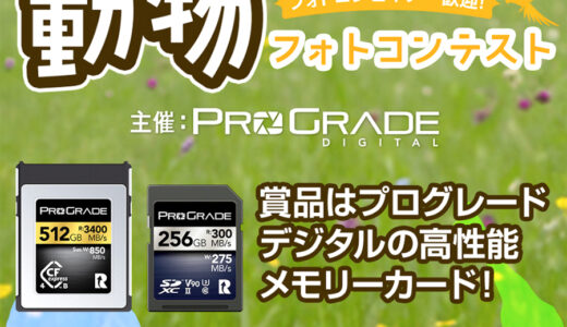 プログレードデジタル│フォトコンビギナー歓迎！動物フォトコンテスト［優秀賞 高速メモリーカード512GB 3万円相当など］