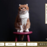 【募集終了】株式会社アドライフ│第2回 猫俳句大賞［大賞 賞金10万円］