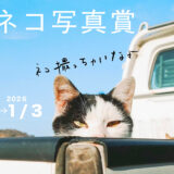 ノラネコ写真賞2025［グランプリ作品 対馬の食材セット2万円相当など］