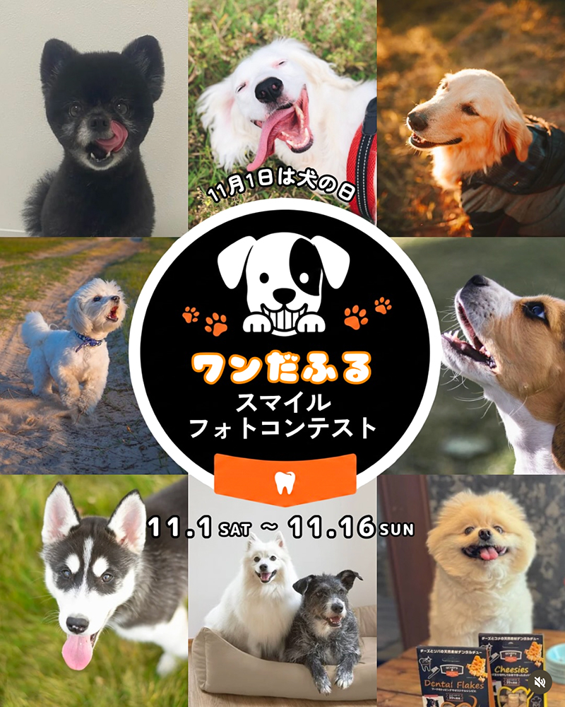 QCHEFS&PALOPA│健やかな歯から、ワンだふるスマイルフォトコンテスト［最優秀賞 ドーナツベッドSサイズ デンタルチャコール&シズル&チージー3点セット］