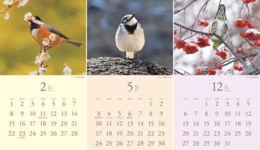 日本野鳥の会│「しあわせことりカレンダー2027」写真募集［採用者 作品使用料として5,000円 カレンダー2部進呈］
