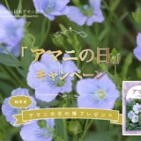【3/31まで!! 抽選で500名様に鑑賞用アマニの花の種プレゼント!!】日本アマニ協会│「アマニの日」キャンペーン