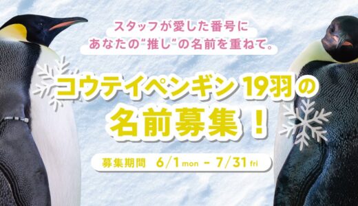 アドベンチャーワールド│スタッフが愛した番号に、あなたの”推し”の名前を重ねて。絶滅危惧種 コウテイペンギン19羽の名前を募集します！［全員プレゼントあり！］