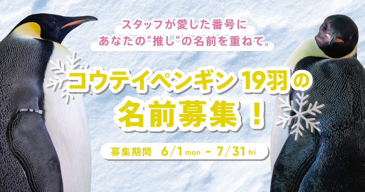 アドベンチャーワールド│スタッフが愛した番号に、あなたの”推し”の名前を重ねて。絶滅危惧種 コウテイペンギン19羽の名前を募集します！［全員プレゼントあり！］