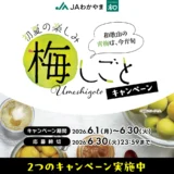 【6/30まで!! えらべるPay2,000ポイントほかが当たる!!】JAわかやま│和歌山の梅は今が旬！ 初夏の楽しみ 梅しごとキャンペーン