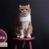 株式会社アドライフ│第8回 猫俳句大賞［大賞 賞状 賞金10万円］