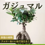 【8/4まで!! 幸福の植物とも呼ばれる「ガジュマル」を抽選で1名様にプレゼント!!】OATアグリオ株式会社