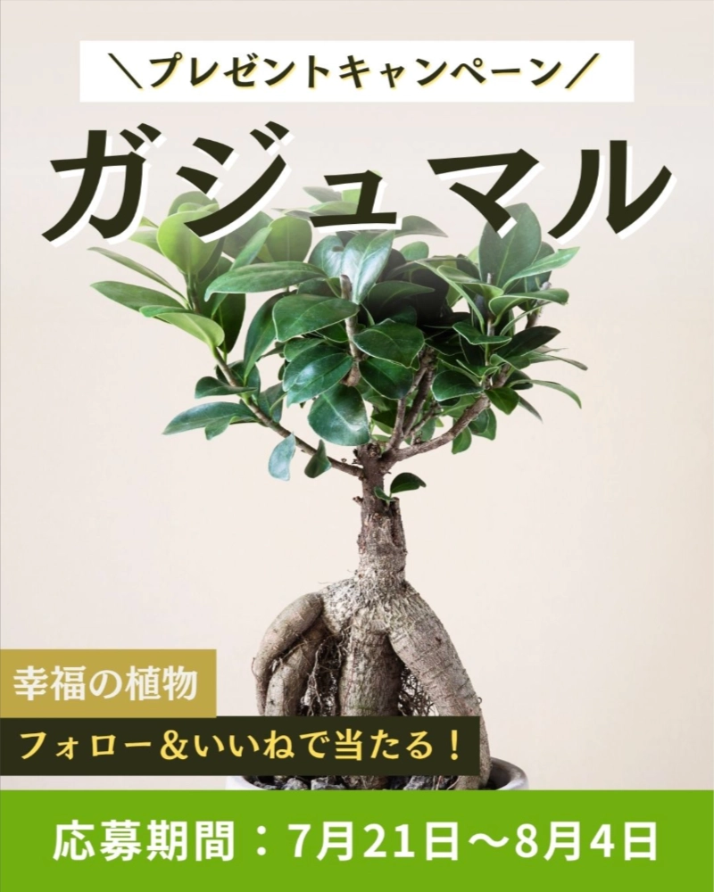 【8/4まで!! 幸福の植物とも呼ばれる「ガジュマル」を抽選で1名様にプレゼント!!】OATアグリオ株式会社