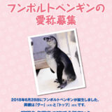 【募集終了】新江ノ島水族館│フンボルトペンギン 愛称募集［新江ノ島水族館年間パスポート 特大ぬいぐるみ］