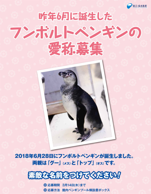 【募集終了】新江ノ島水族館│フンボルトペンギン 愛称募集［新江ノ島水族館年間パスポート 特大ぬいぐるみ］