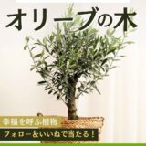 【9/30まで!! 幸福を呼ぶ植物とも呼ばれる「オリーブの木」を抽選で1名様にプレゼント!】OATアグリオ株式会社