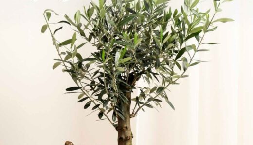 【9/30まで!! 幸福を呼ぶ植物とも呼ばれる「オリーブの木」を抽選で1名様にプレゼント！】OATアグリオ株式会社