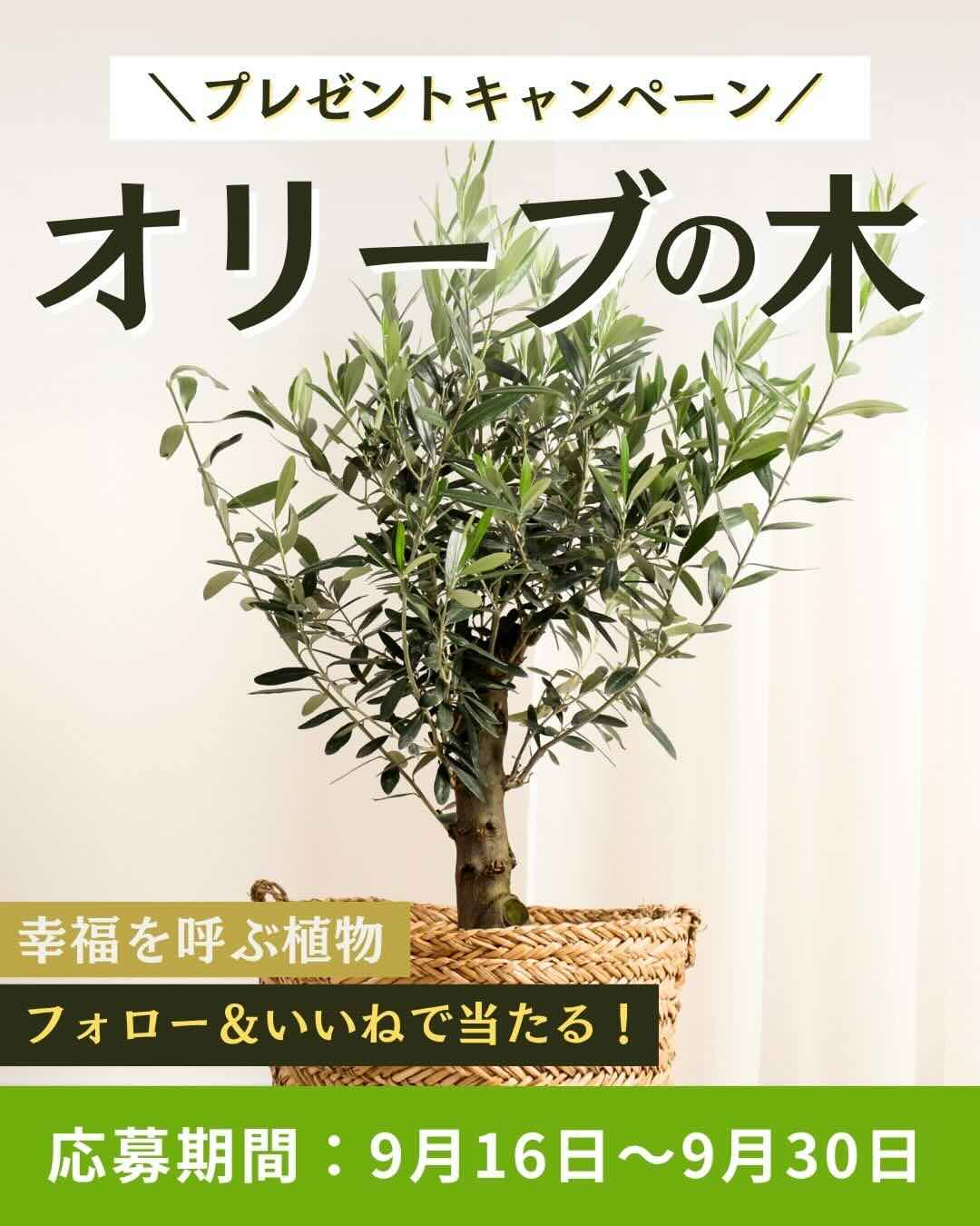 【9/30まで!! 幸福を呼ぶ植物とも呼ばれる「オリーブの木」を抽選で1名様にプレゼント!】OATアグリオ株式会社