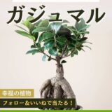 【10/31まで!! 幸福の植物とも呼ばれる「ガジュマル」を抽選で1名様にプレゼント!!】OATアグリオ株式会社